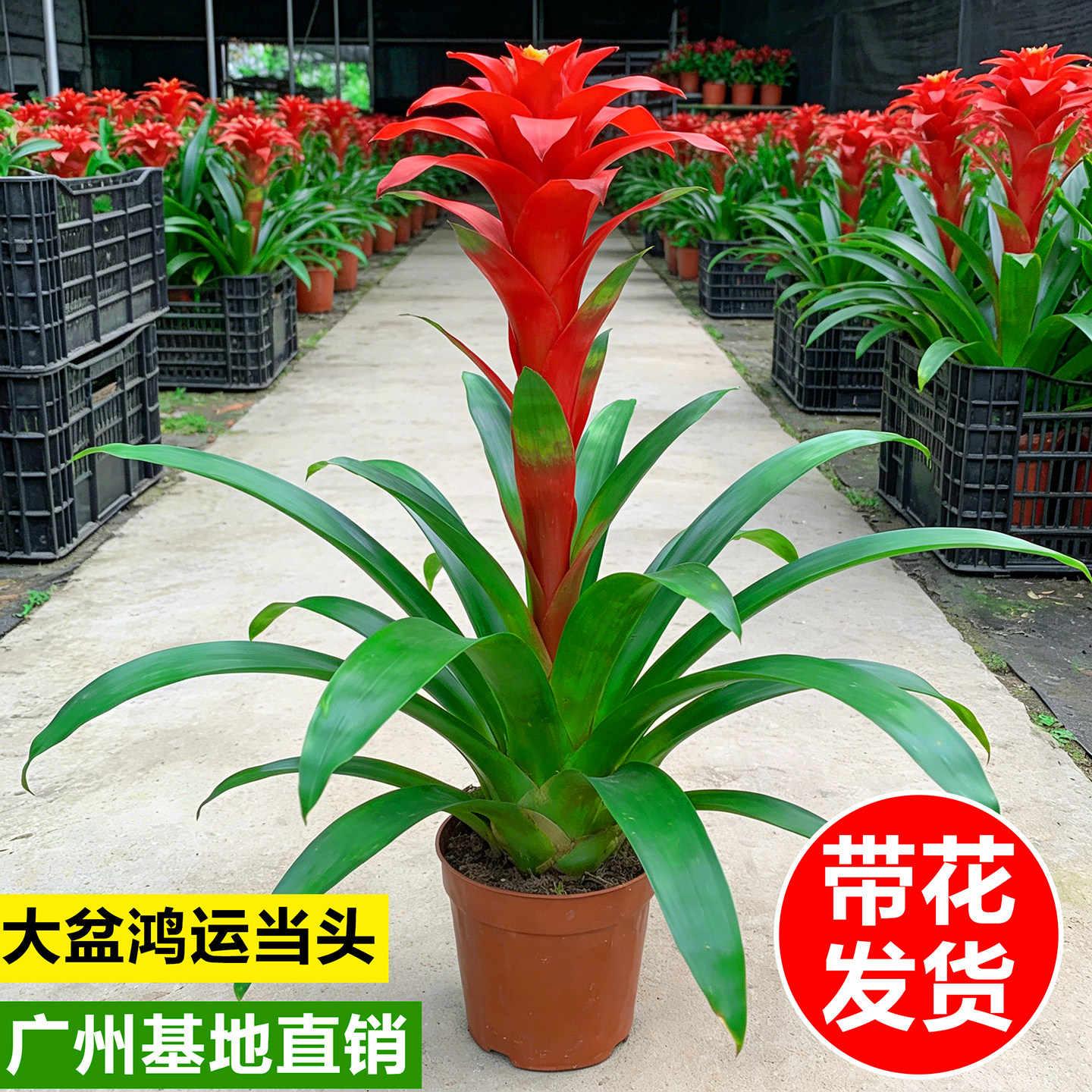 鸿运当头盆栽带花室内净化空气小红星办公室大号好养新鲜花卉绿植