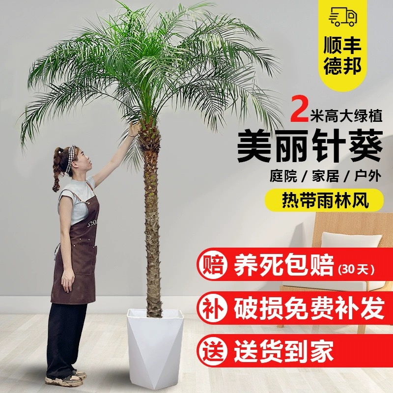 针葵树盆栽客厅大型落地真绿植室内外大型热带棕榈植物椰子树盆景