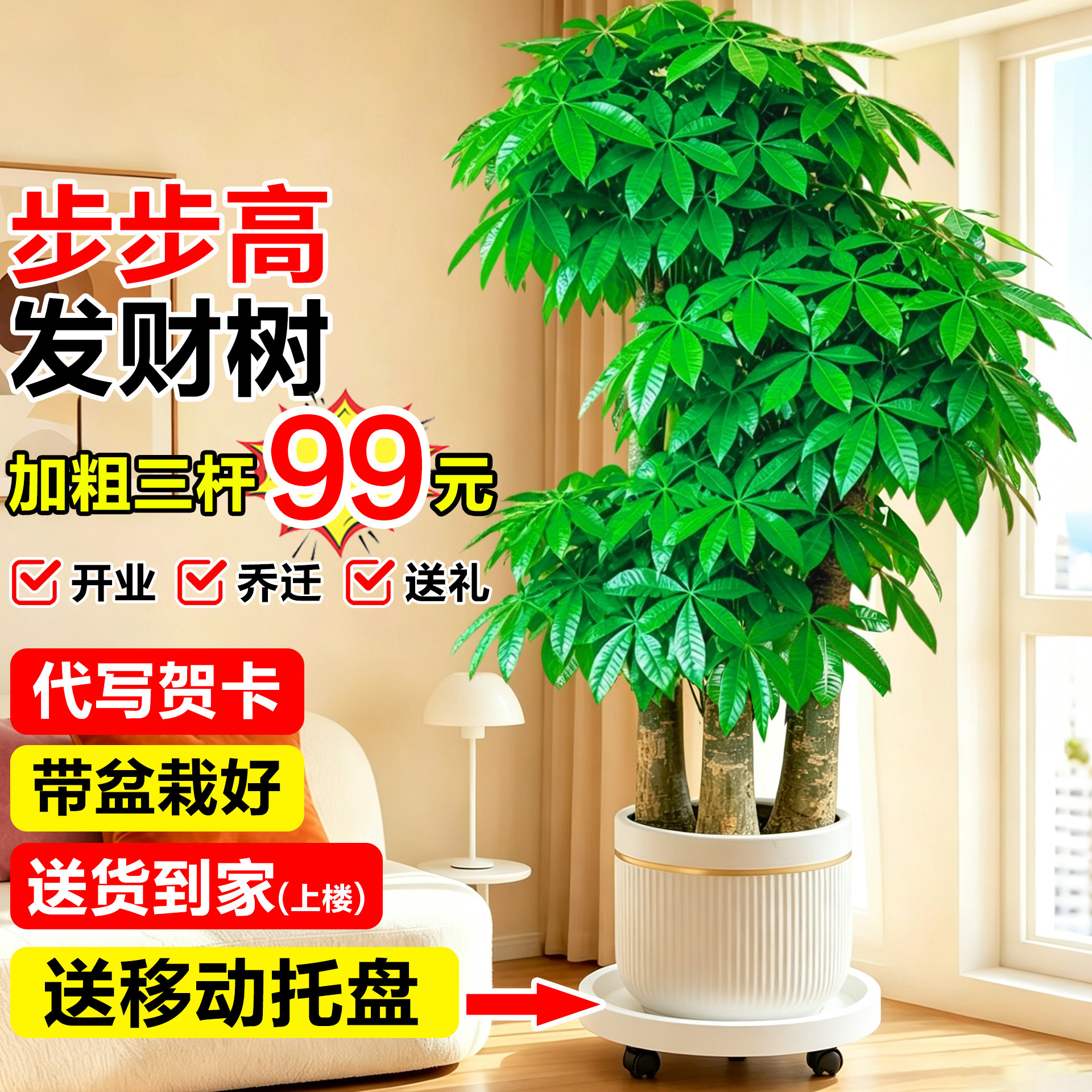 步步高发财树客厅盆栽大老桩三杆招财树室内大型绿植乔迁新居植物