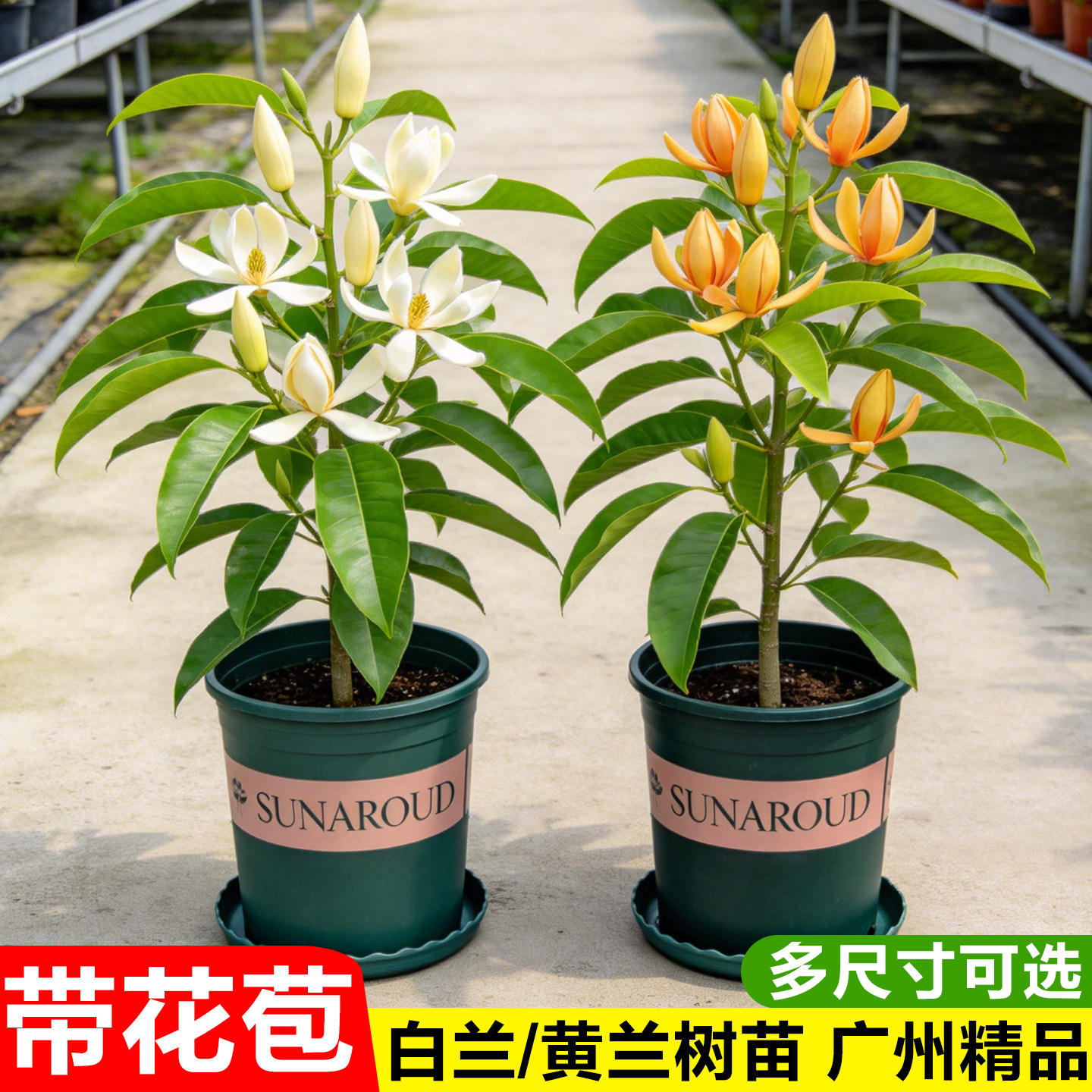 白兰花盆栽带花苞黄角兰室内外阳台浓香花卉绿植玉兰花树苗四季开