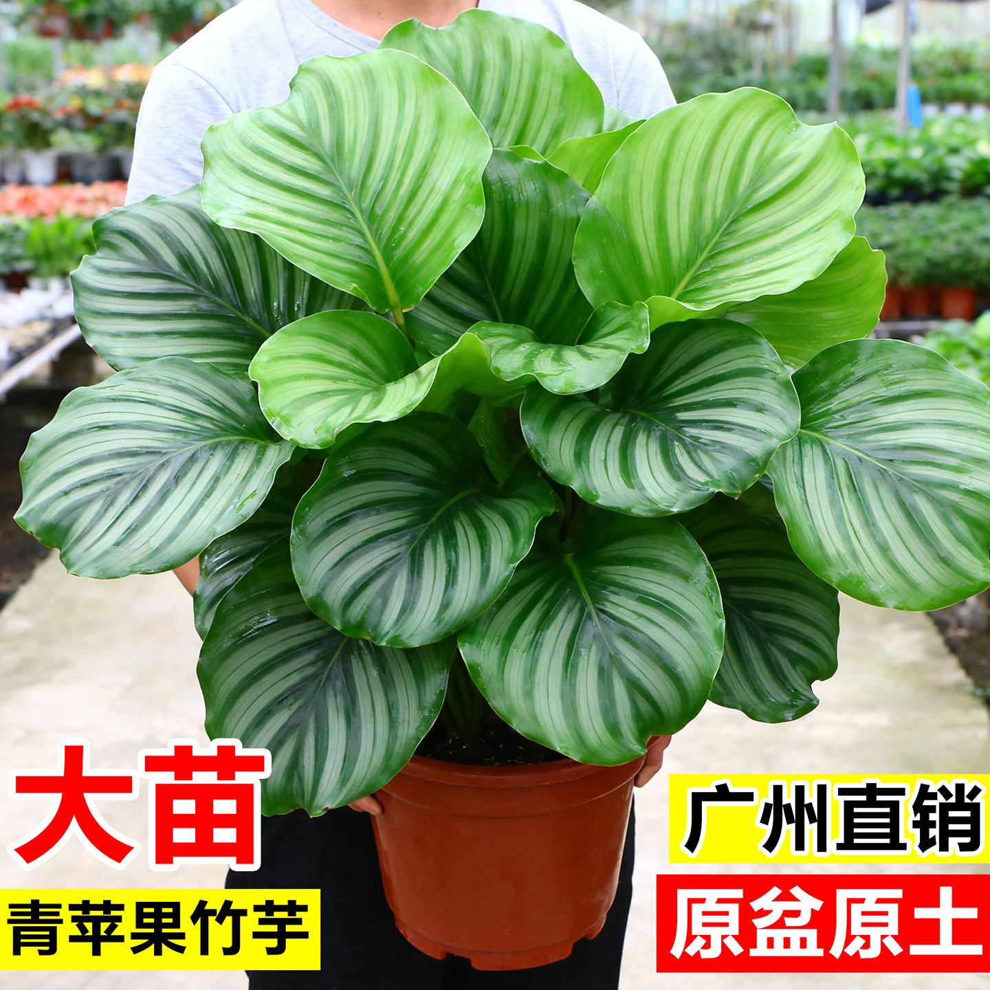 青苹果竹芋盆栽办公室桌面四季常青绿植花卉好易活懒人植物天堂鸟图片