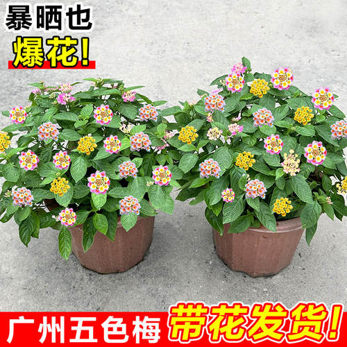 五色梅盆栽阳台四季开花驱蚊植物