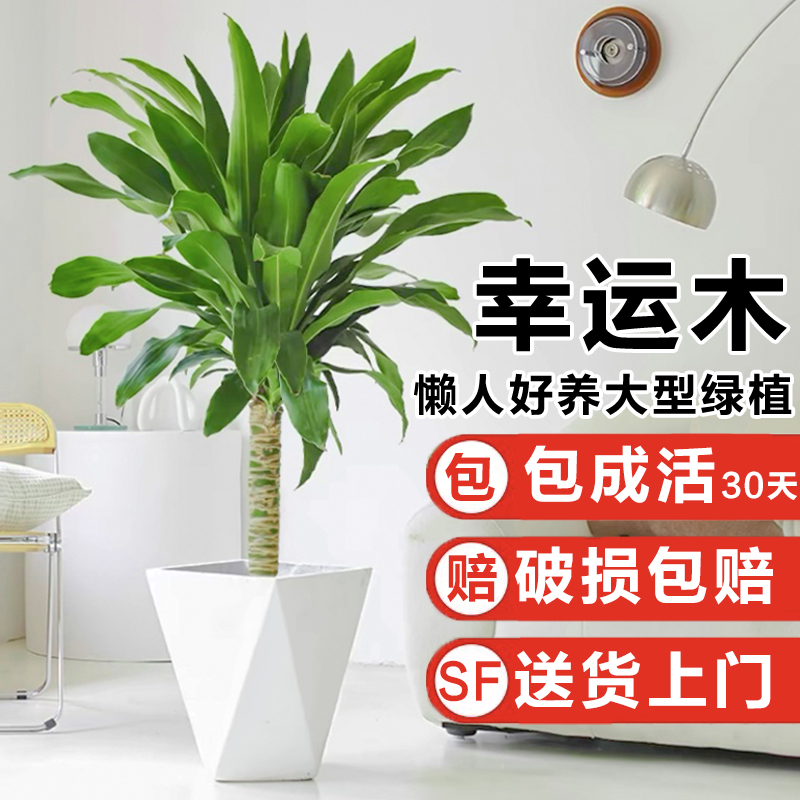 巴西木幸运木盆栽室内大型绿植客厅四季常青植物招财龙血树小花卉