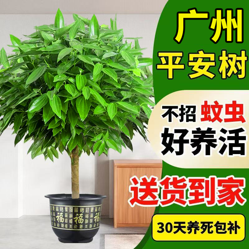 平安树盆栽客厅四季常青好养绿植