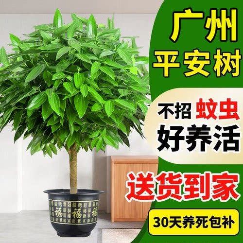 平安树盆栽客厅四季常青好养绿植