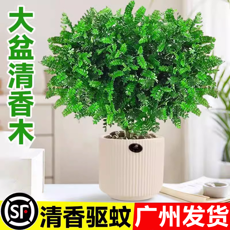 清香胡椒木盆栽室内驱蚊绿植好养