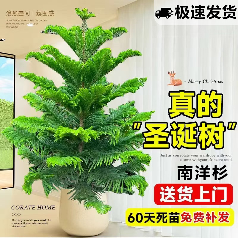 南洋杉盆栽南洋松树苗圣诞树真树