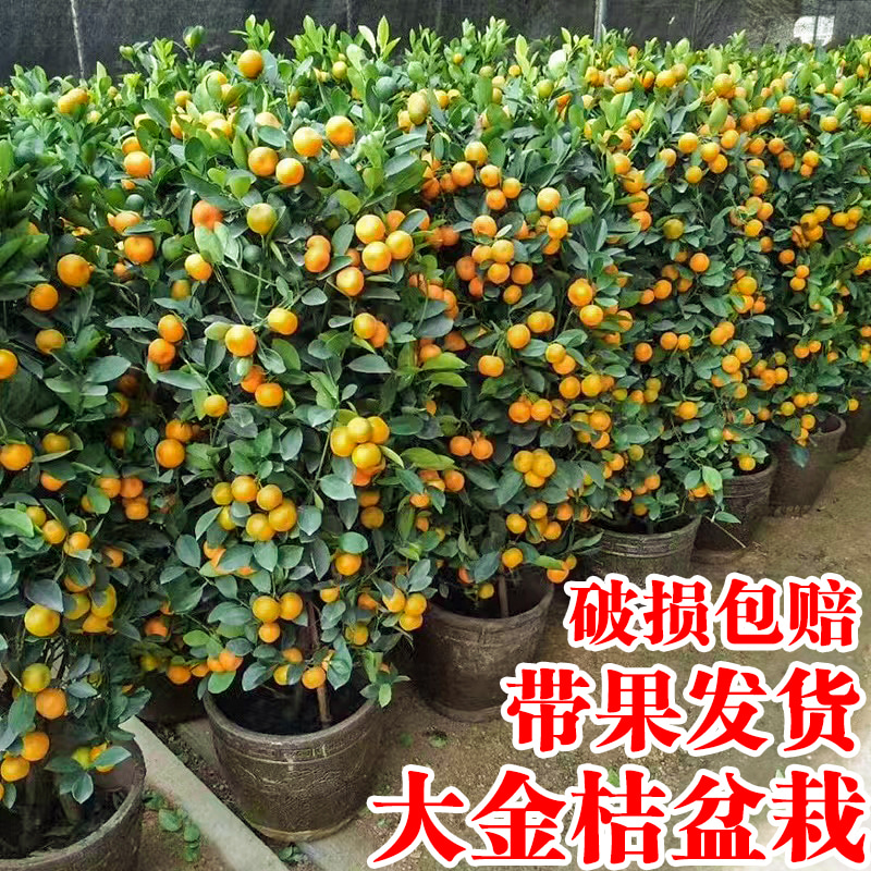 金桔树盆栽室内客厅阳台四季