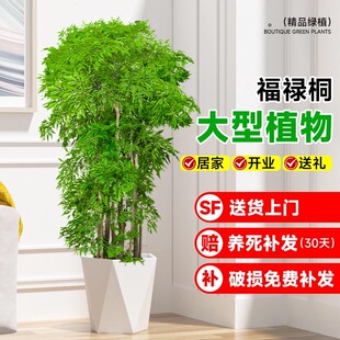 羽叶福禄桐盆栽大型绿植客厅吸甲醛植物金钱兜老桩小盆景招财花卉