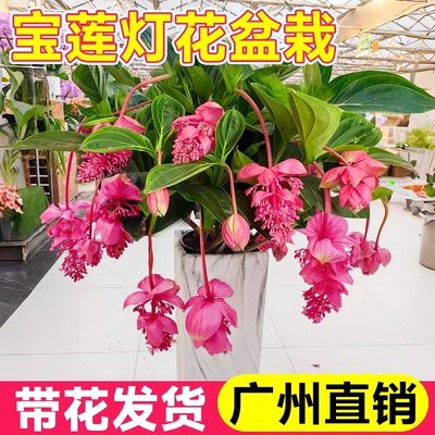 宝莲灯花盆栽带花苞客厅名贵花卉绿植物室内花好养活四季开大花苗