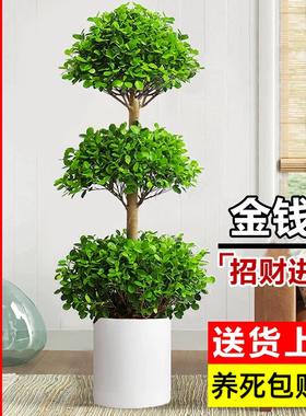 摇钱树盆栽室内庭院大型金钱榕盆景耐热绿植物乔迁送礼招财发财树