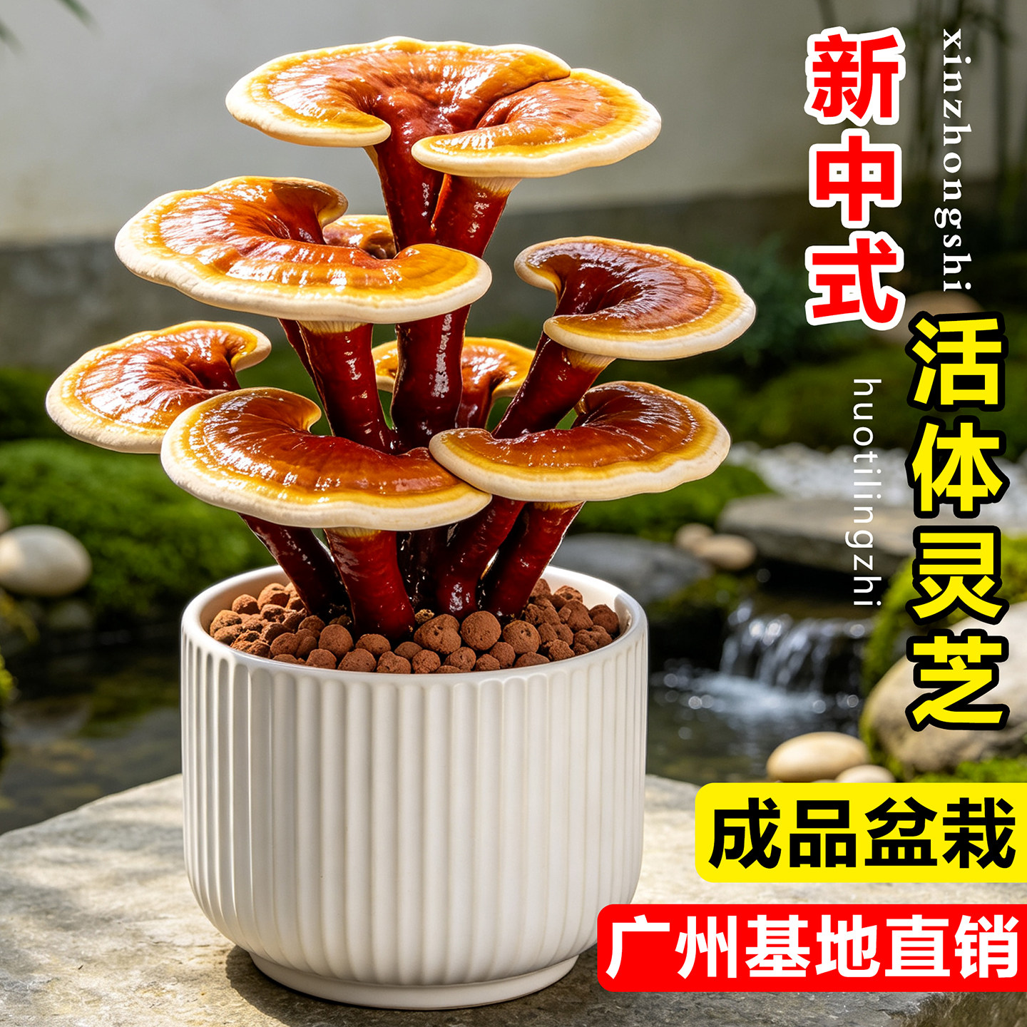活体灵芝盆栽室内桌面真灵芝可食用蘑菇绿植阳台盆景懒人好养植物图片