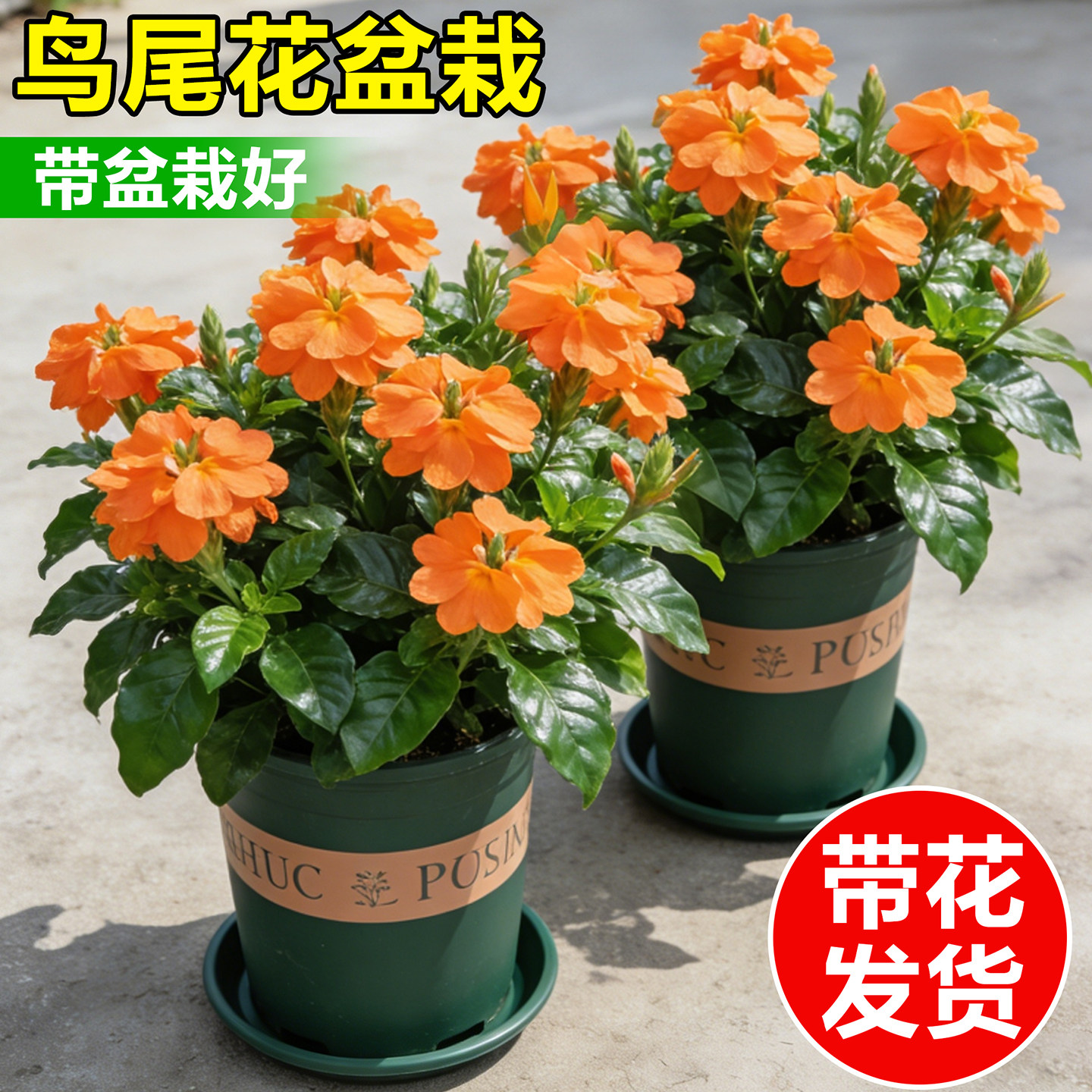 鸟尾花盆栽带花苞室内鲜花植物阳台花卉庭院耐热花苗易活四季好养