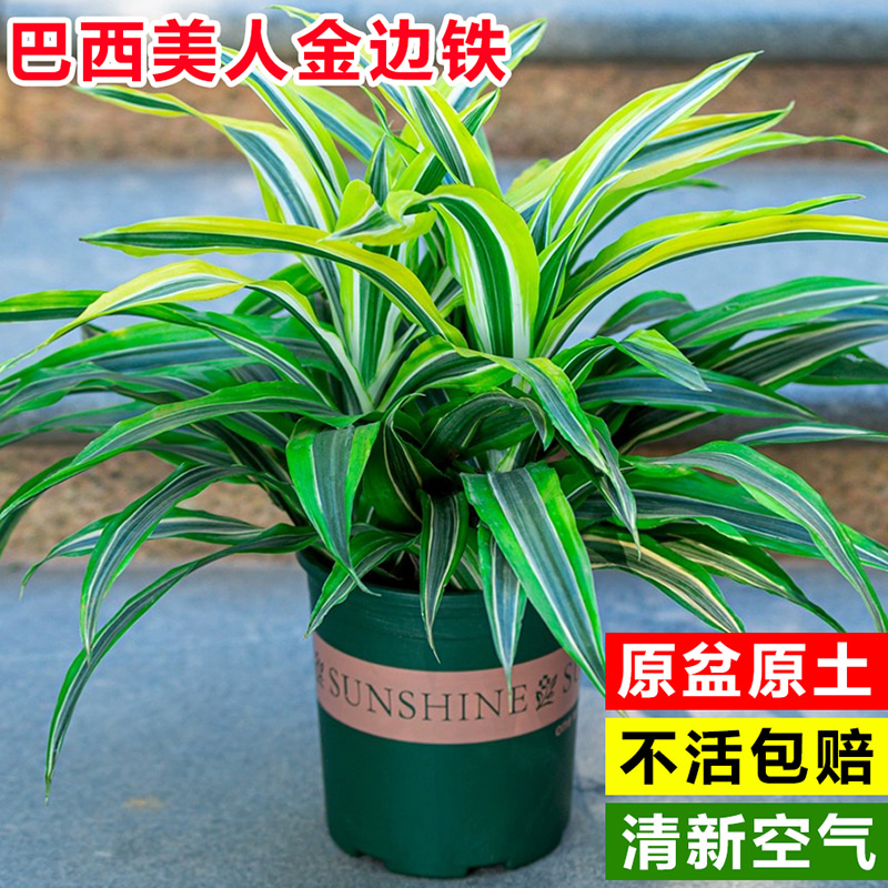 巴西美人铁厅阳台四季常青好养