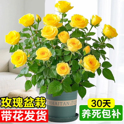 玫瑰花苗盆栽带花苞大花月季花树苗室内鲜花盆景四季阳台庭院花卉
