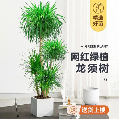 龙血树客厅大型旺宅绿植物