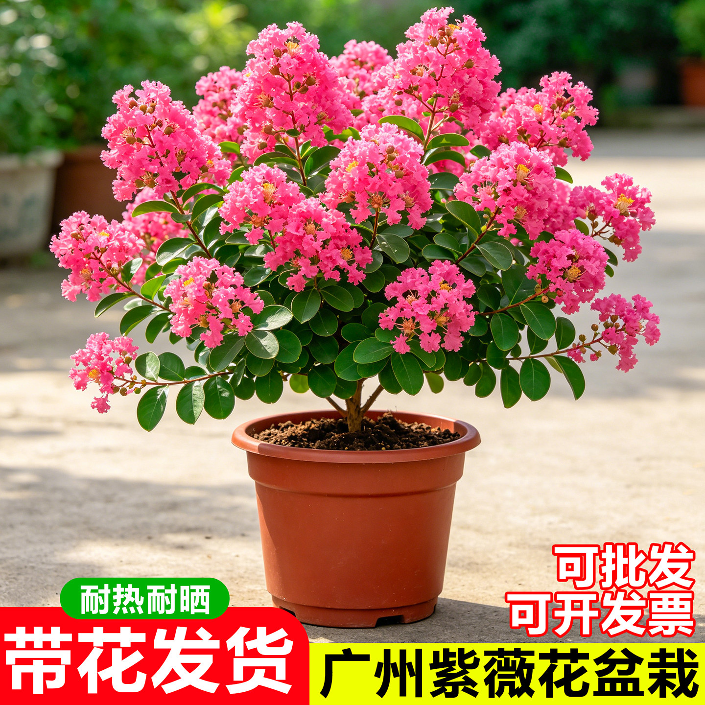 紫薇花盆栽百日红花苗室内外四季开鲜花盆景阳台庭院耐热花卉植物