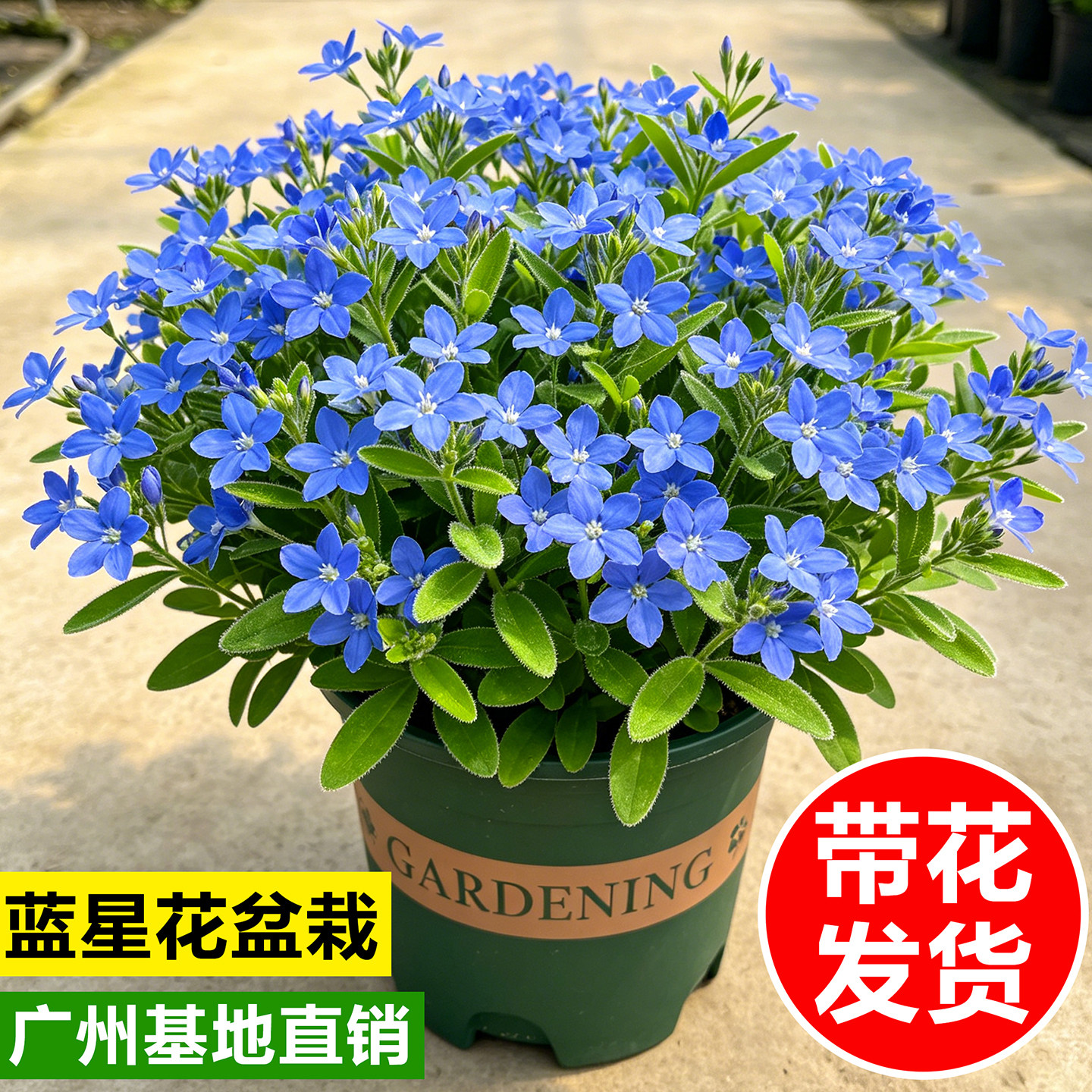 蓝星花盆栽带花室内鲜花阳台庭院绿化植物四季开蓝雪花垂吊兰花卉