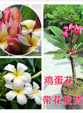 鸡蛋花盆栽老桩缅栀子室内客厅阳台庭院浓香型花卉蛋黄色鸡蛋花卉