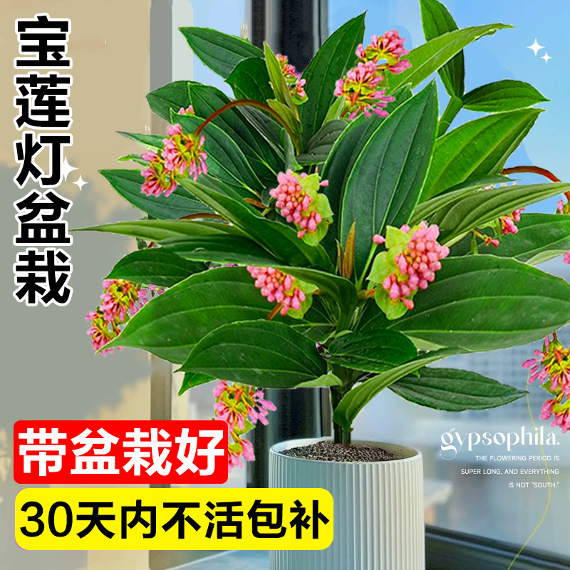 宝莲灯花室内桌面年宵花四季好养