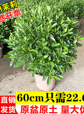 非洲茉莉室内外四季常青耐热植物