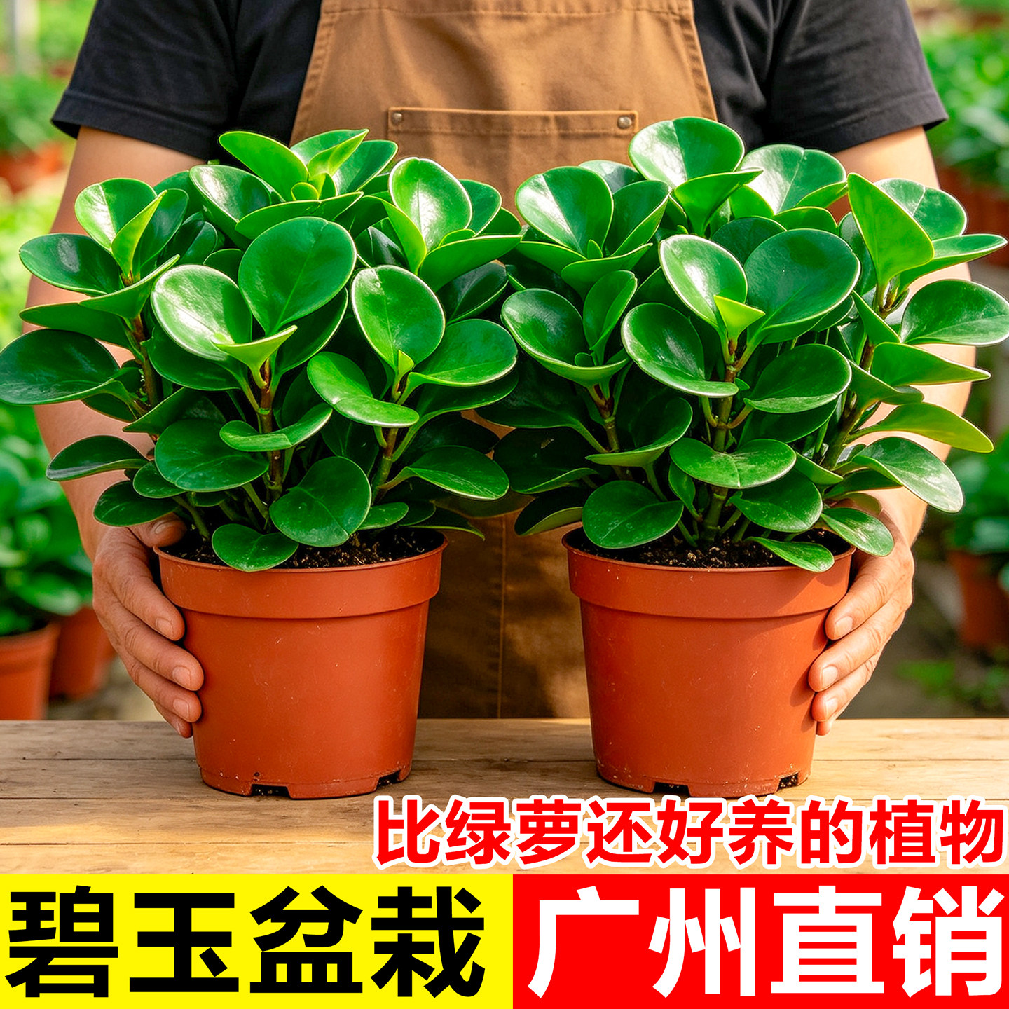 碧玉盆栽室内四季常青好养易活桌面绿植办公室净化空气多肉豆瓣绿