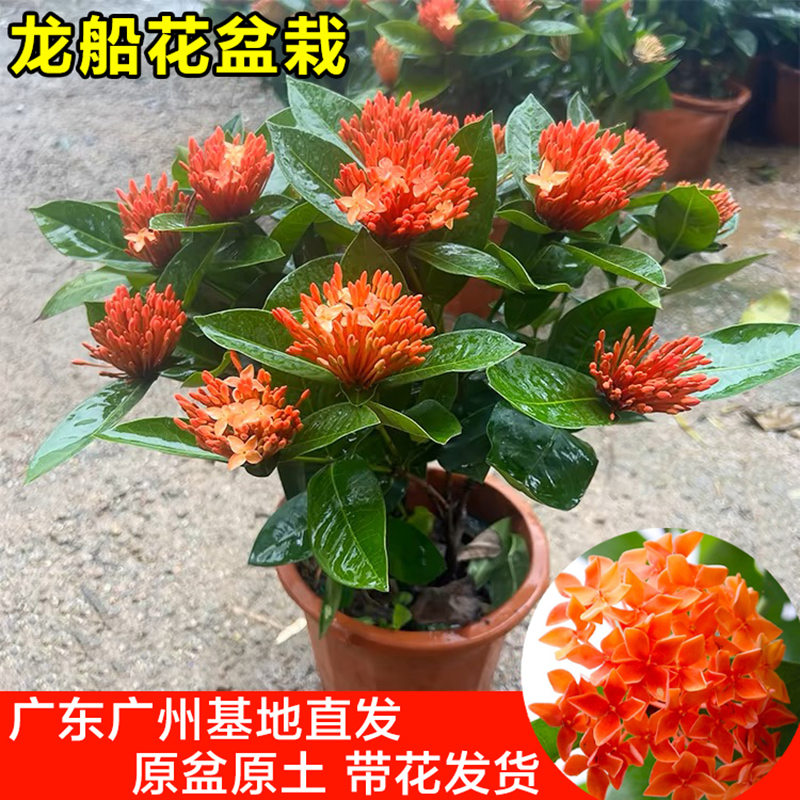 龙船花盆栽带花苞室内外四季好养图片