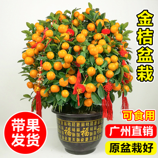 四季金桔树盆栽可食用带果脆皮橘子树苗客厅桌面招财桔子摆件绿植