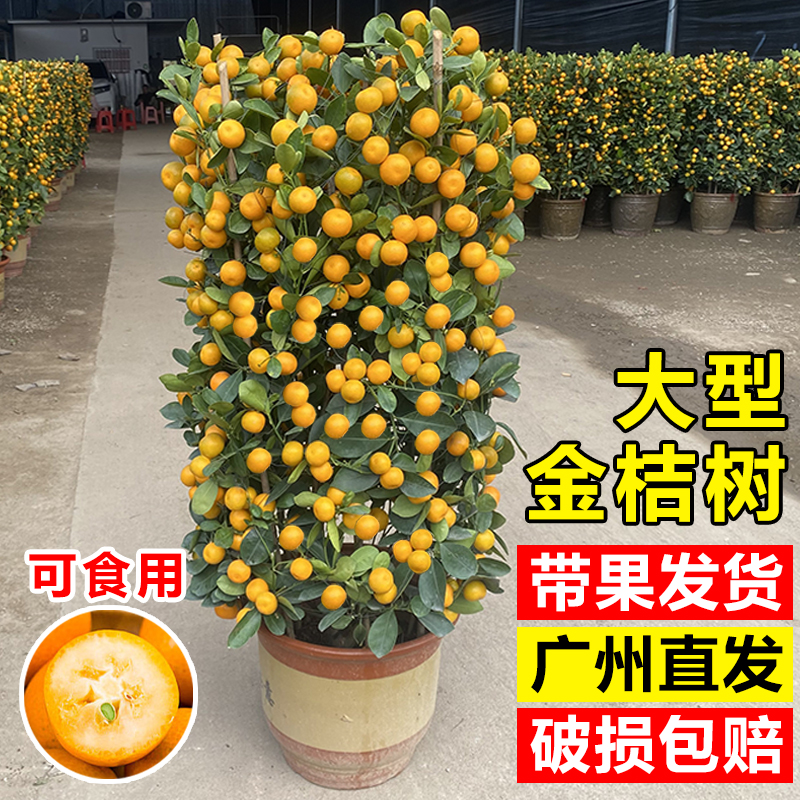 金桔树盆栽带果可食用年桔客厅室内橘子大型绿植年宵招财植物