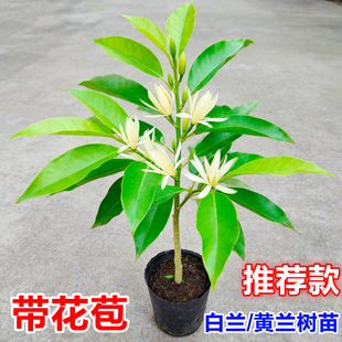白兰花盆栽带花苞玉兰花树苗室内阳台庭院好养浓香黄角兰花卉绿植