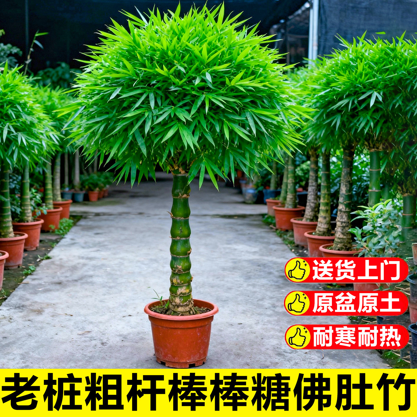 佛肚竹盆栽老桩罗汉竹文昌竹室内大型真绿植阳台庭院景观竹子盆景