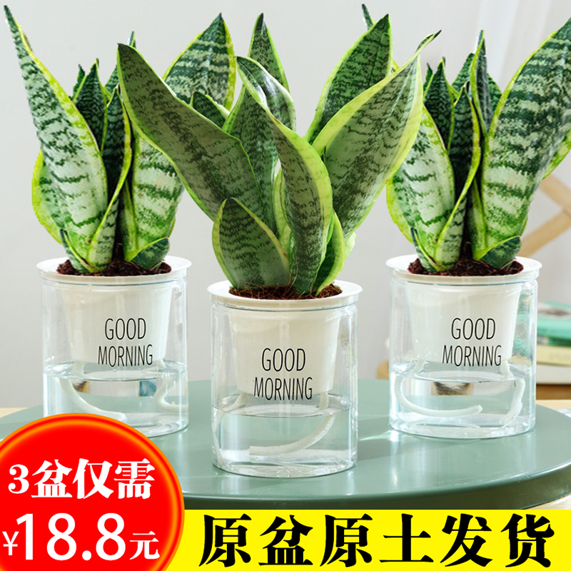 金边虎皮兰办公室桌面易活