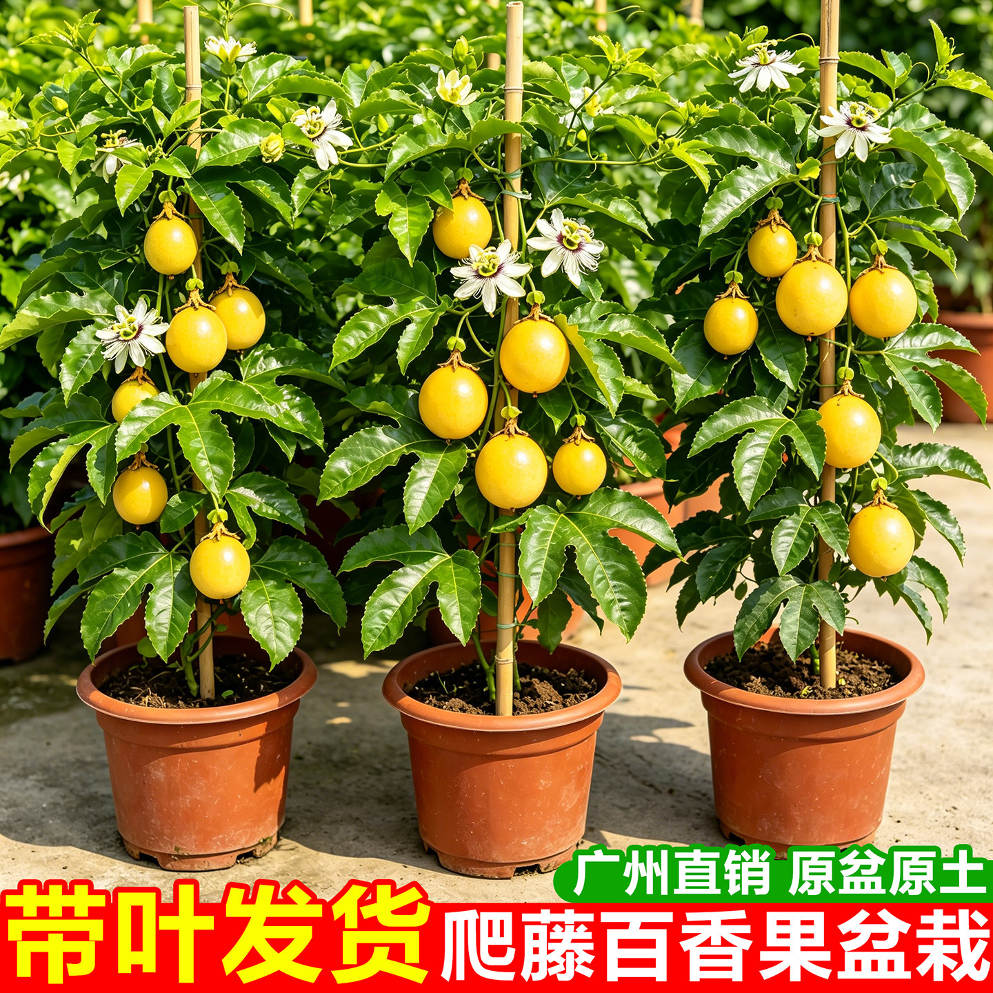 百香果树果苗黄金钦密9号大苗盆栽带果爬藤大苗四季可种水果树苗图片