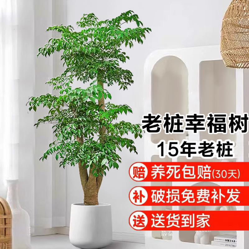 大型老桩四季常青耐寒植物