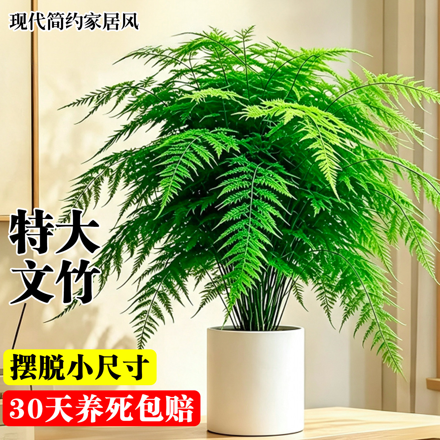 文竹盆栽大苗室内桌面绿植云竹办公室客厅高级感盆景四季耐阴植物图片
