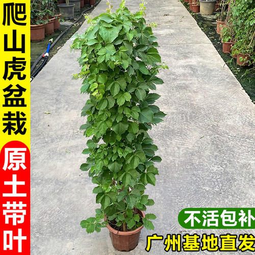 爬山虎室外庭院种植四季常青