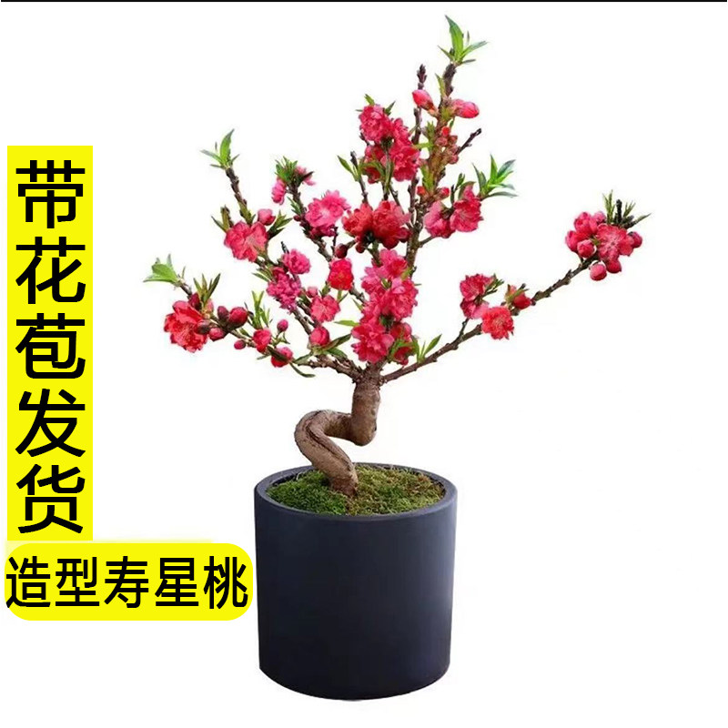 桃花树盆栽老桩寿星桃苗重瓣室内阳台庭院花卉绿植盆景耐寒好养活