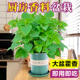 藿香苗可食用五香叶鱼香草植物阳台庭院室内外四季 蔬菜苗紫苏薄荷