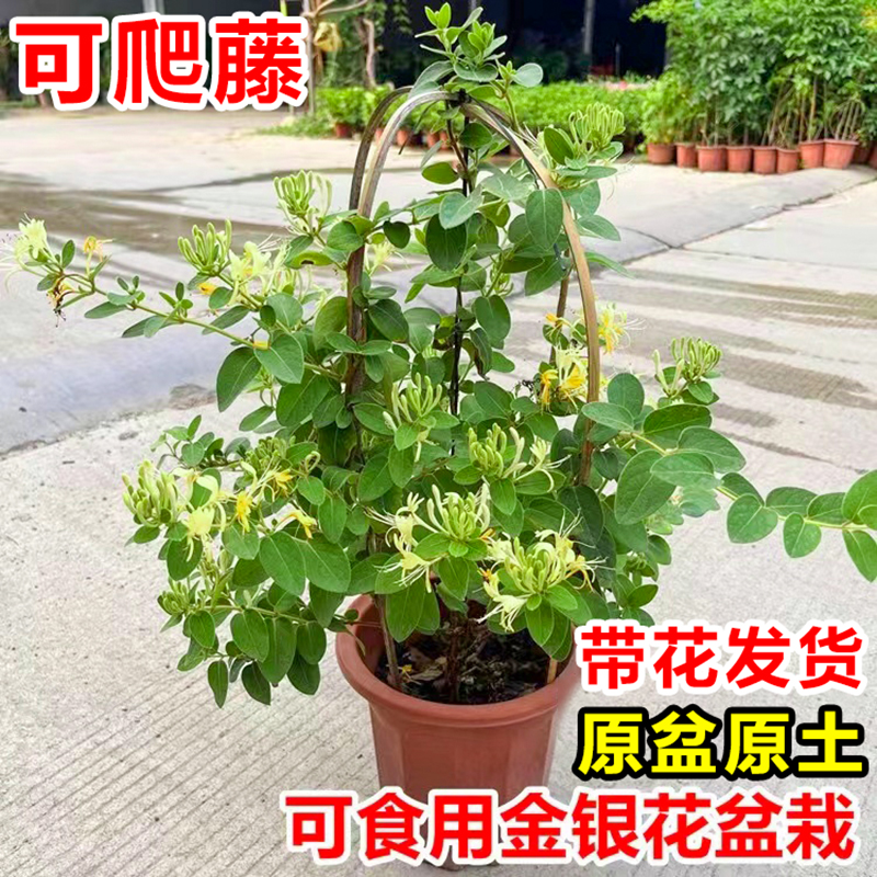 四季金银花树苗观赏食用药用花卉