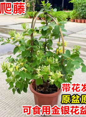 四季金银花树苗观赏食用药用花卉