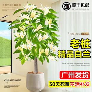 白兰花盆栽玉兰花老桩树苗黄角兰室内庭院花卉室外四季种植绿植物