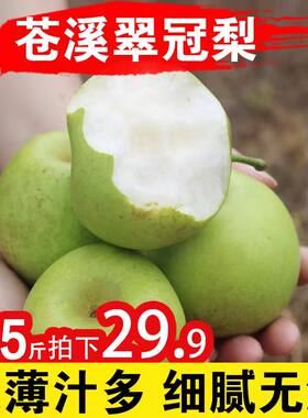苍溪黄皮翠冠梨蜜梨纯甜