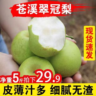 梨子新鲜四川广元苍溪脆冠梨当季水果雪梨皇冠青皮香甜梨整箱8 10