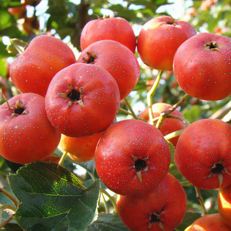 大型山楂树苗庭院别墅种植特大山楂树黄山楂苗带土球地栽当年结果