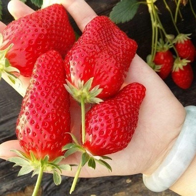 法兰帝水蜜桃菠萝桃熏白草莓苗白雪公主盆栽窗台阳台花园结果42
