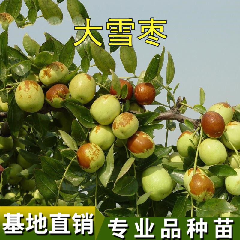 天王脆蜜枣树苗特大果枣苗冬枣苗高产甜枣南北方庭院盆栽地栽种植