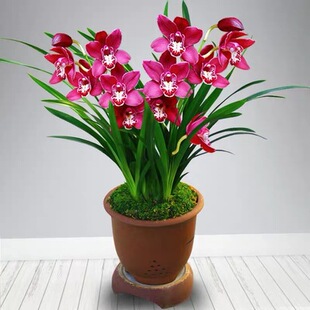 19元 兰花苗盆栽建兰墨兰花蕙兰室内观花香草 6颗阳台浓香花卉四季