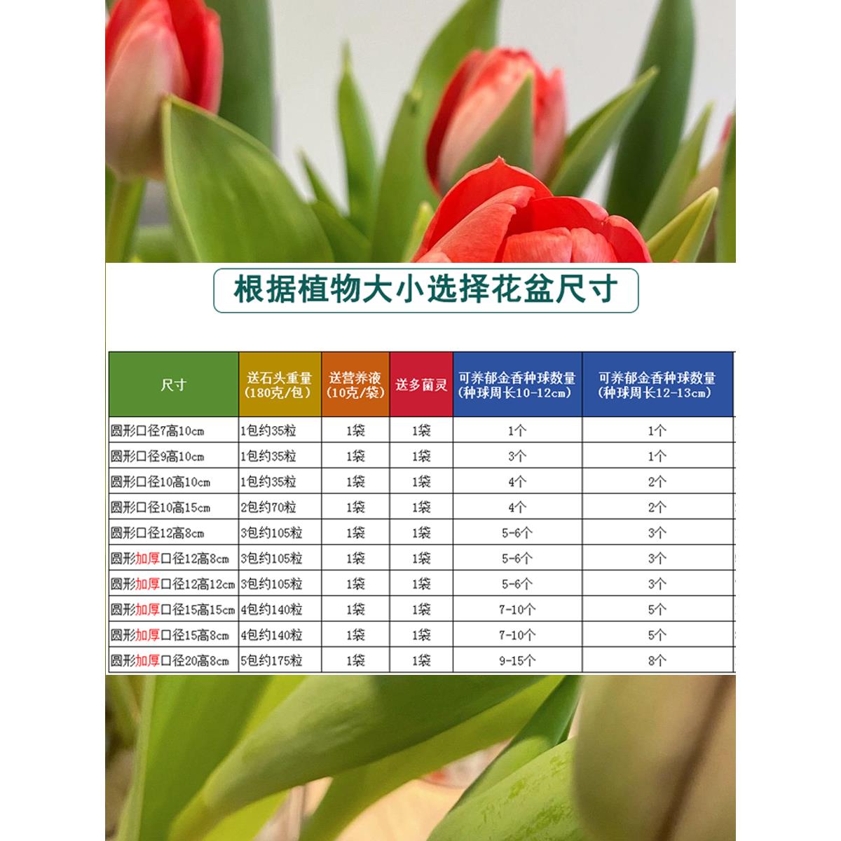 水培器皿水培郁金香器皿玻璃花盆透明圆形加厚水养铜钱草水仙风信