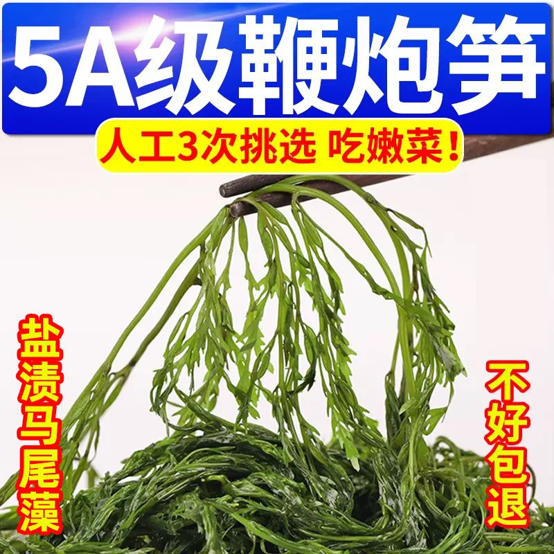 大连盐渍新鲜马尾藻海草龙须菜鞭炮笋长寿菜商用涮火锅食材无盐