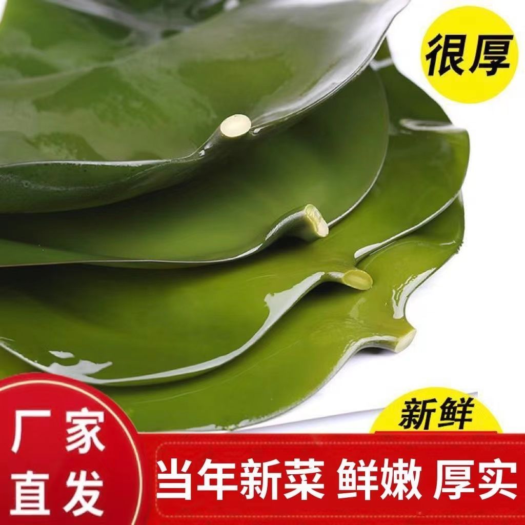 当季新海带头无添加净重盐渍海带条片丝火锅凉拌串串配菜儿童煲汤